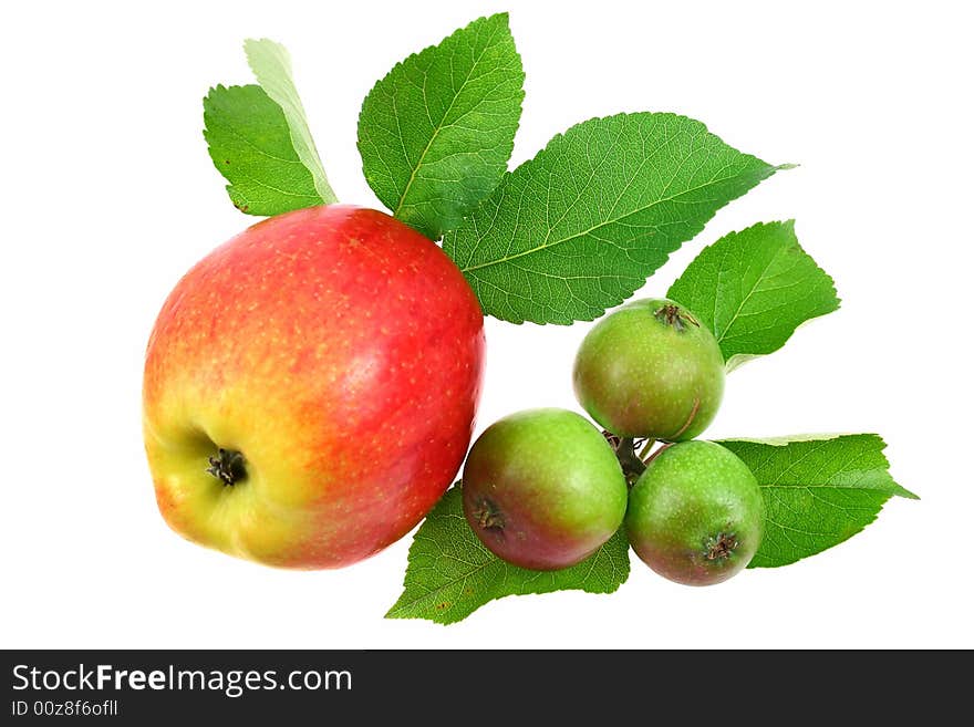 One big and some little apples on white background as sample of my fruit images. One big and some little apples on white background as sample of my fruit images