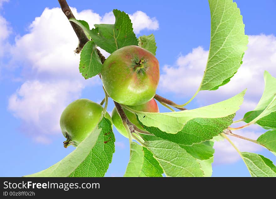 Apples on blue sky