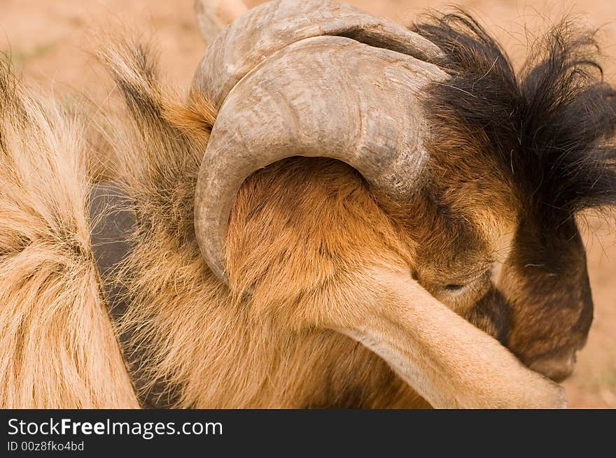 Milch goat in a farm of chinese vallage