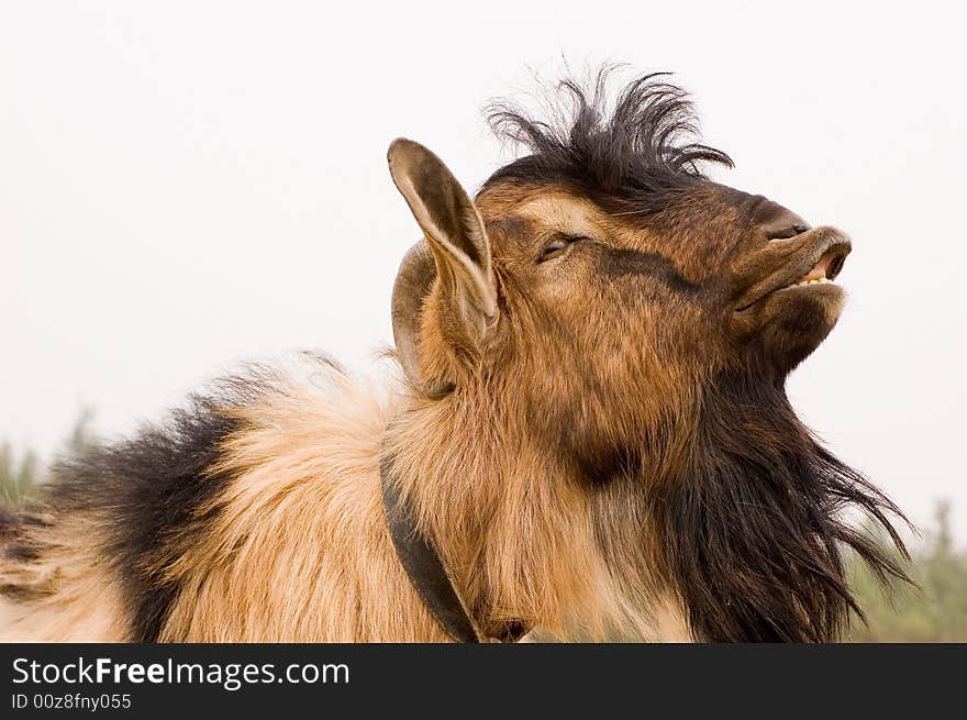 Milch goat in a farm of chinese vallage