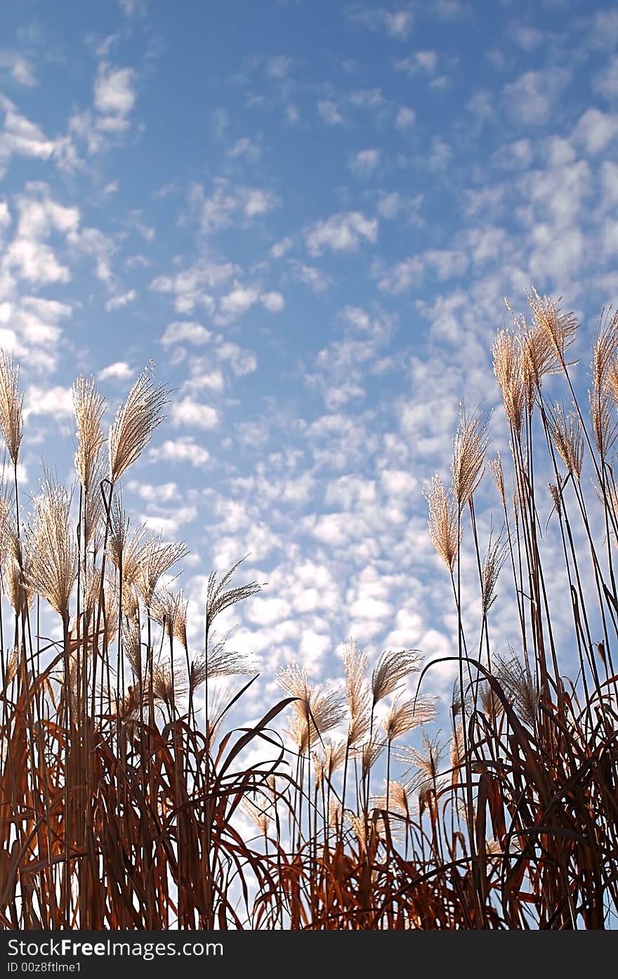 Harvest Time - the whispers