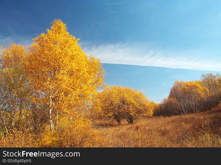 Golder silver birch in autumn. Golder silver birch in autumn