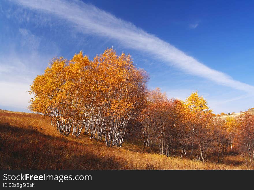 Golden silver birch  in bashong