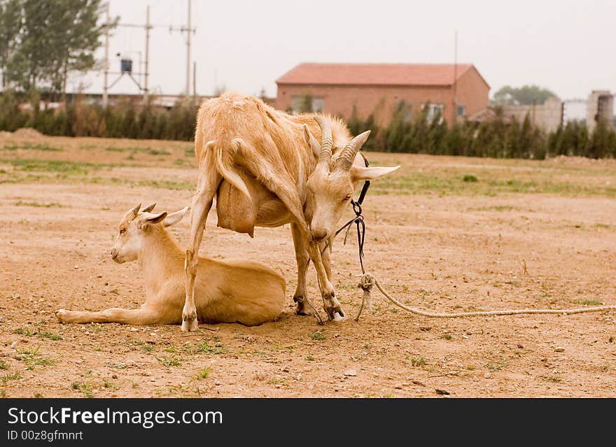 Milch goat in a farm of chinese vallage