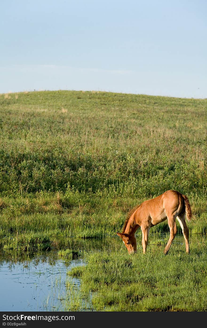 Sorrel quarter horse foal by a stream. Sorrel quarter horse foal by a stream