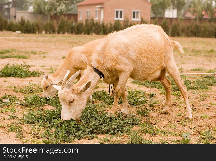 Milch goat in a farm of chinese vallage