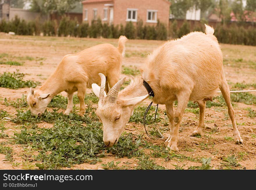 Milch goat in a farm of chinese vallage