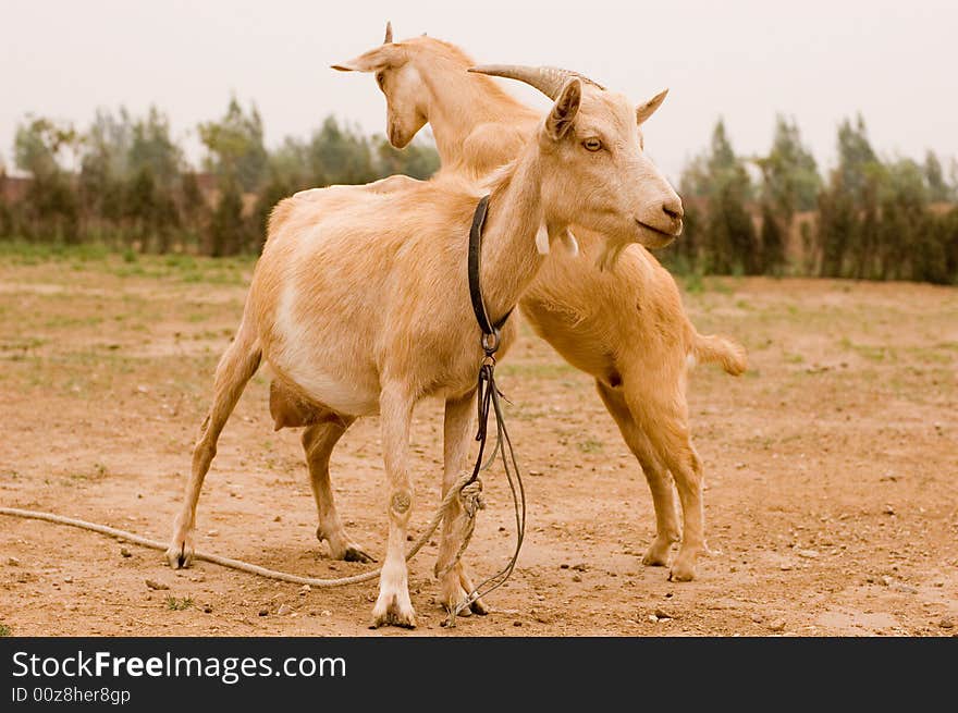 Milch goat in a farm of chinese vallage