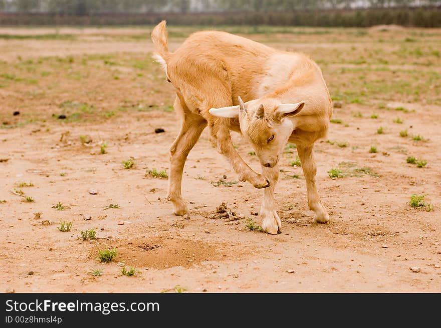 Milch goat in a farm of chinese vallage