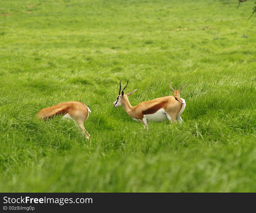 I took this picture at Krugersdorp Nature Reserve,South Africa. I took this picture at Krugersdorp Nature Reserve,South Africa.