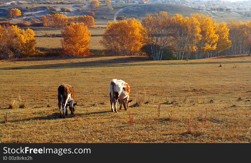 Two cattles is eating grass