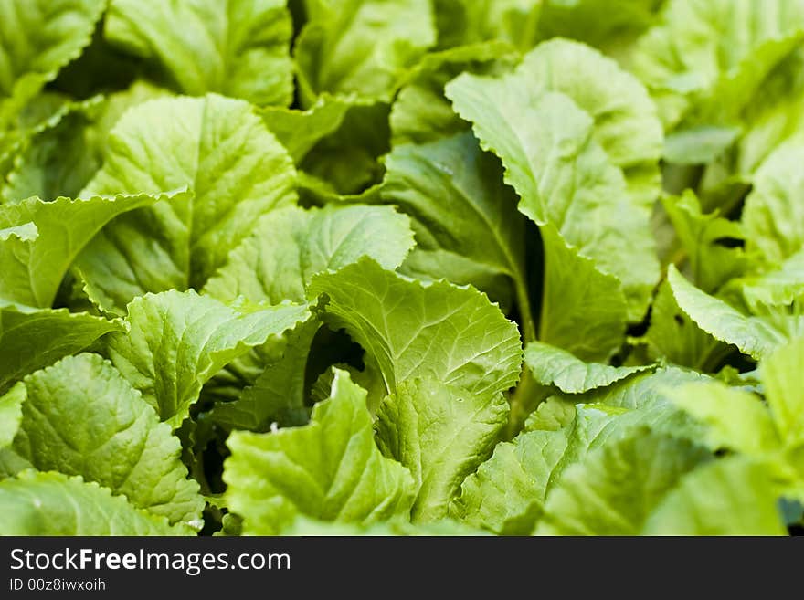 Green leaves background on summer