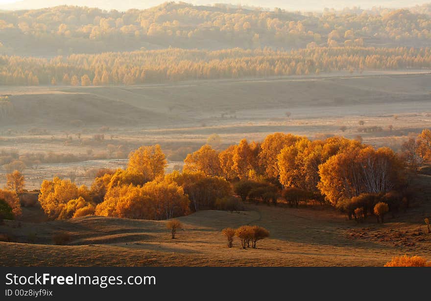 Golden silver birch