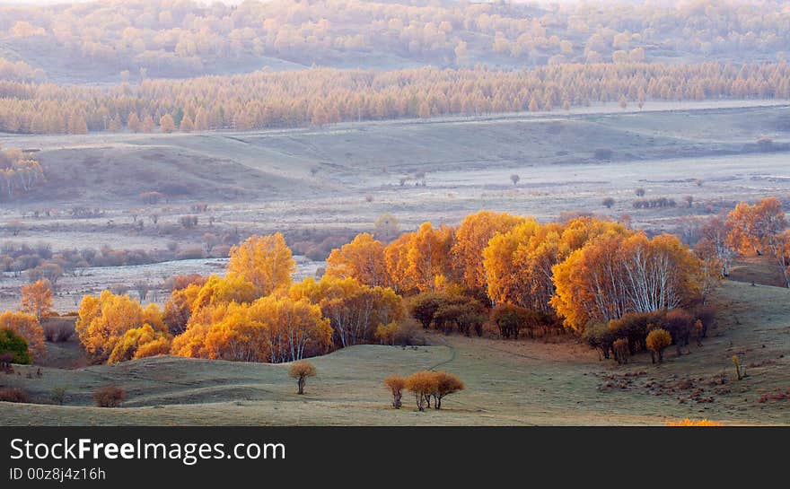 Golden silver birch