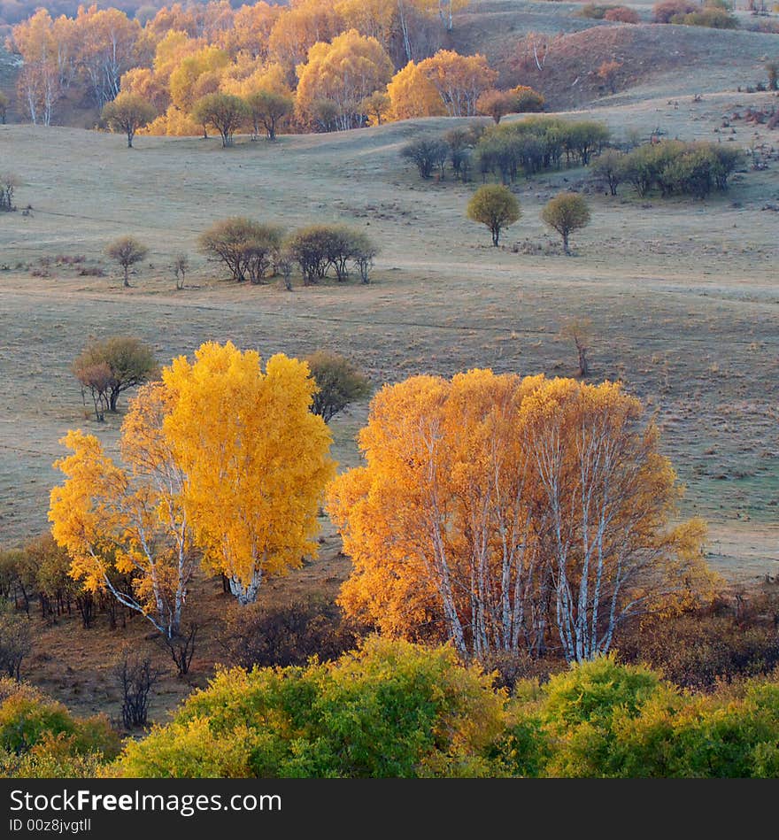 Yellow Silver Birch