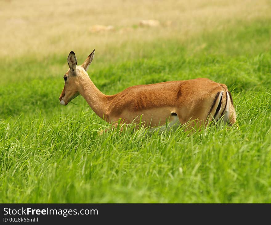 I took this picture at Krugersdorp Nature Reserve,South Africa. I took this picture at Krugersdorp Nature Reserve,South Africa.