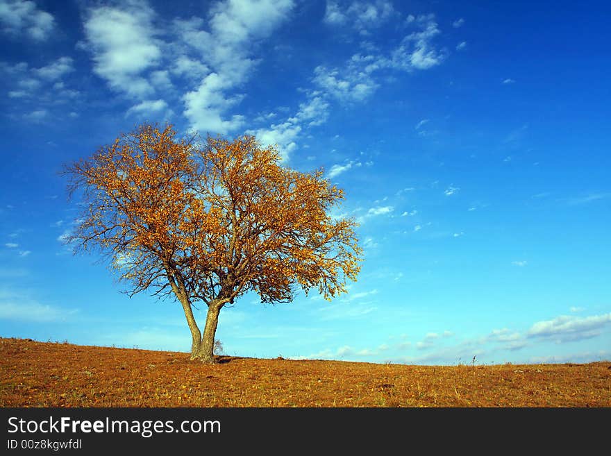 A tree is lonely under sky