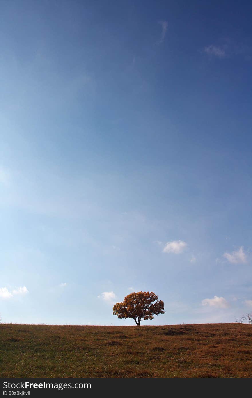 A silver birch is alone under sky