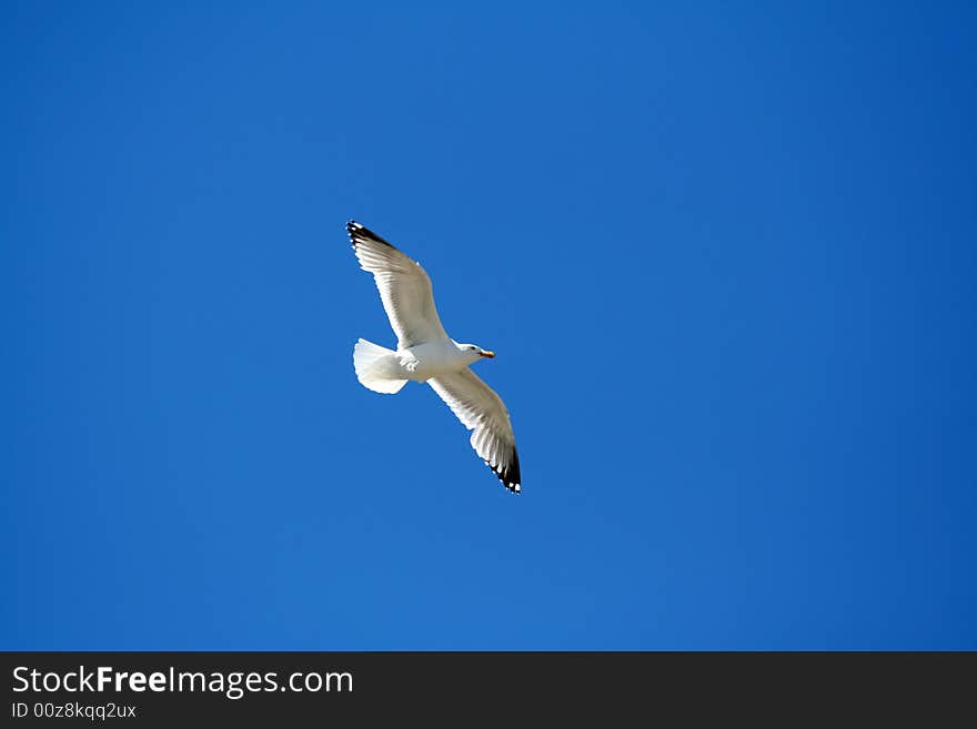 Seagull