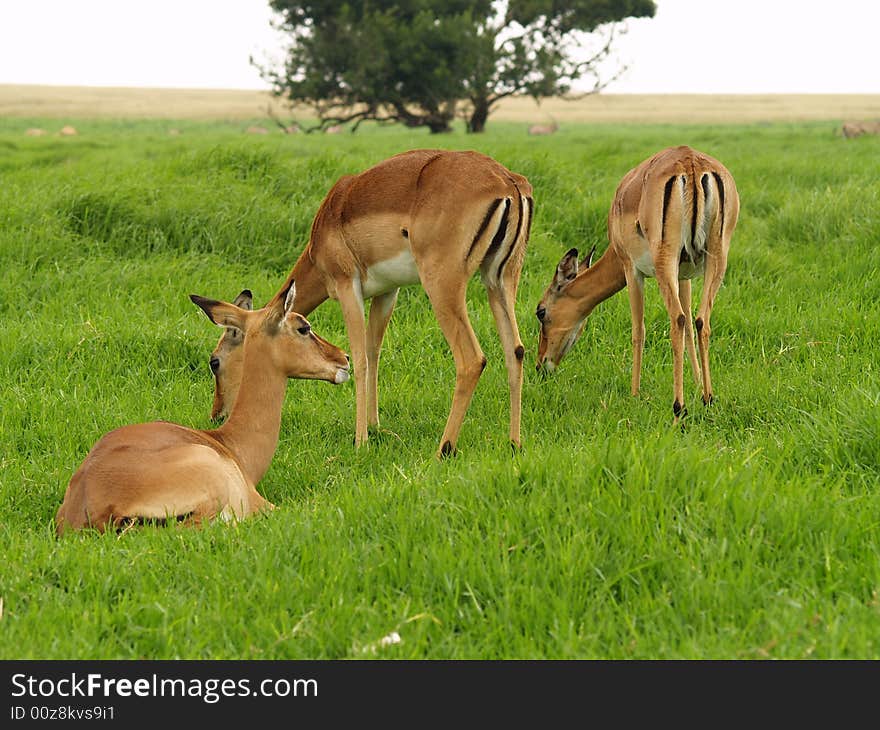 I took this picture at Krugersdorp Nature Reserve,South Africa. I took this picture at Krugersdorp Nature Reserve,South Africa.