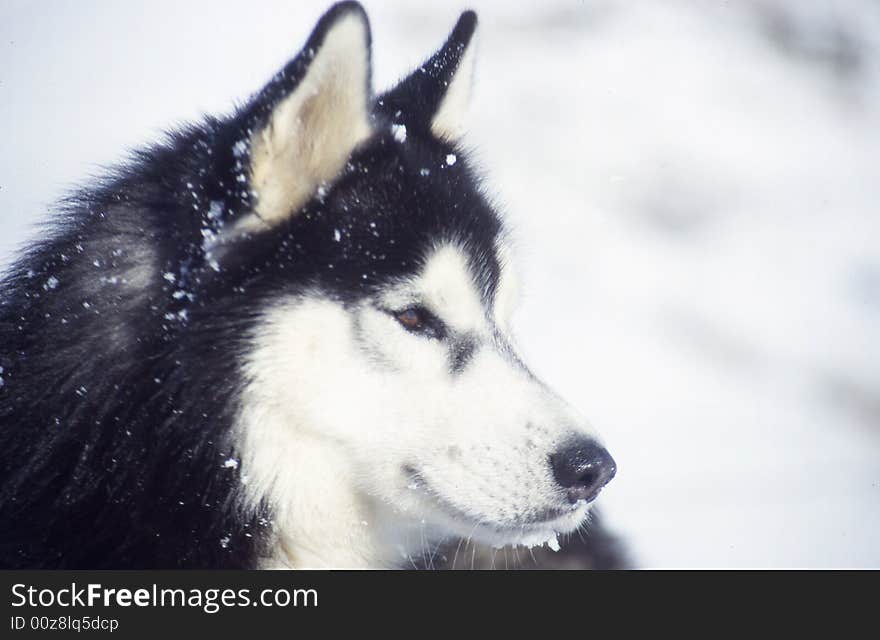 Husky with snow