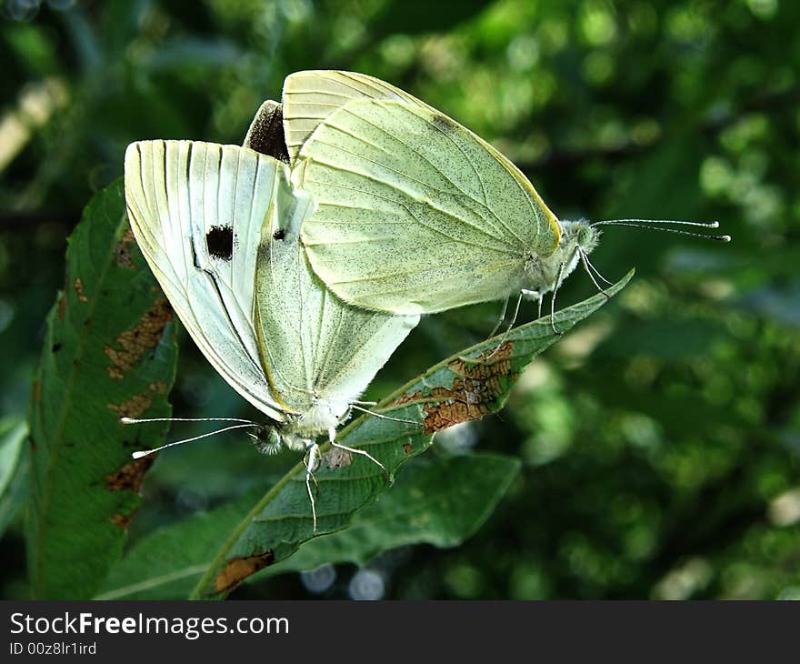 The picture of butterflies is done a large plan. The picture of butterflies is done a large plan.