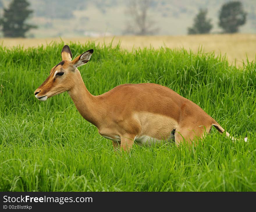 I took this picture at Krugersdorp Nature Reserve,South Africa. I took this picture at Krugersdorp Nature Reserve,South Africa.