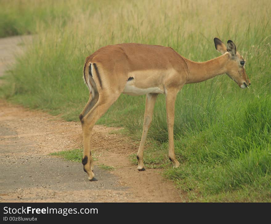 I took this picture at Krugersdorp Nature Reserve,South Africa. I took this picture at Krugersdorp Nature Reserve,South Africa.