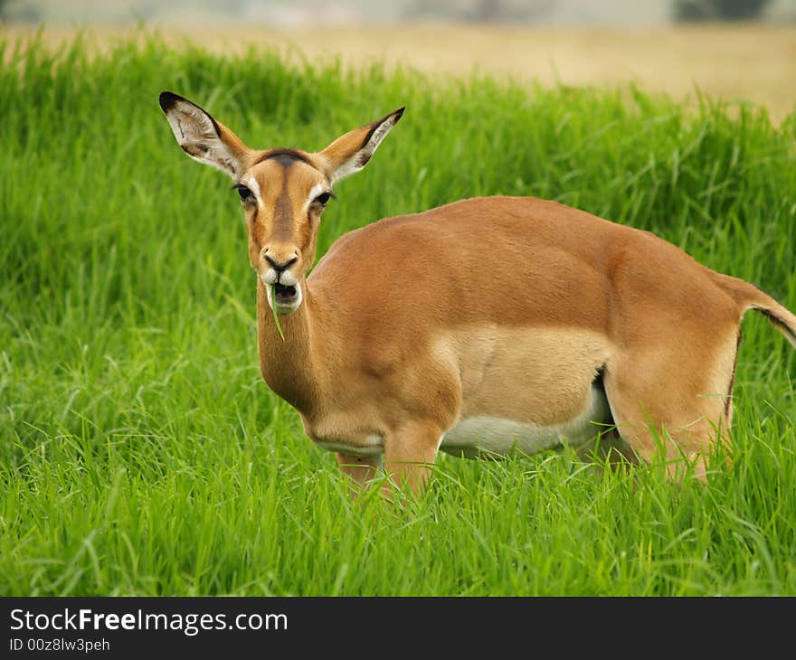 I took this picture at Krugersdorp Nature Reserve,South Africa. I took this picture at Krugersdorp Nature Reserve,South Africa.