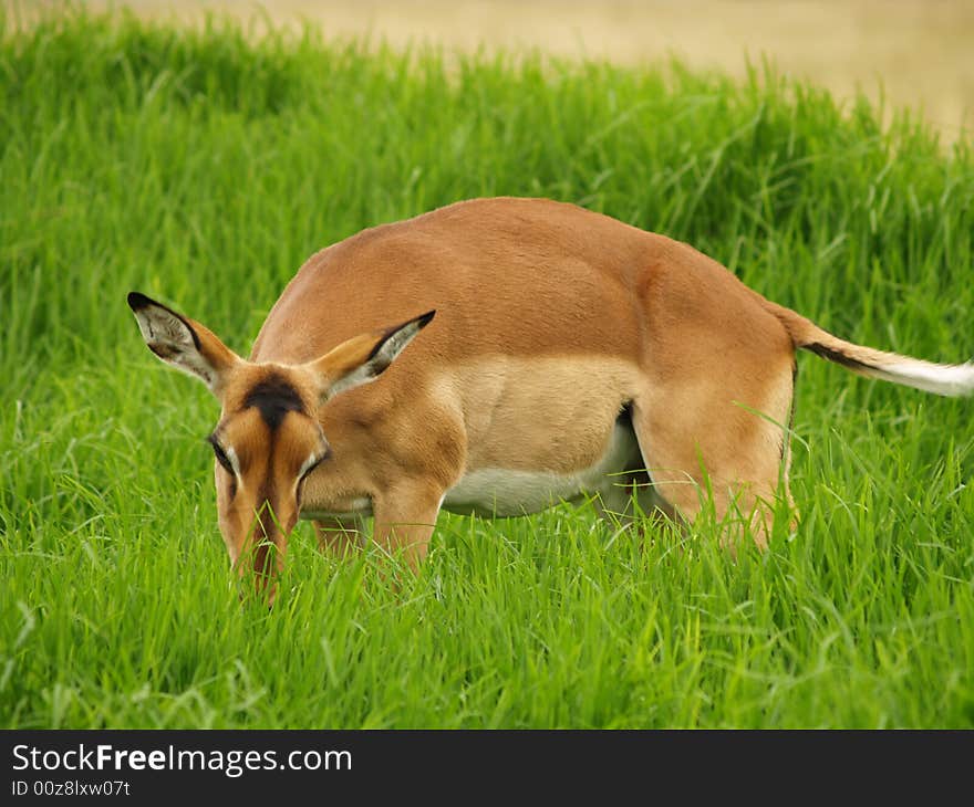 I took this picture at Krugersdorp Nature Reserve,South Africa. I took this picture at Krugersdorp Nature Reserve,South Africa.