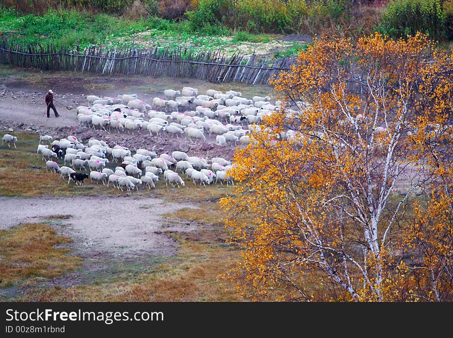 A shepherd is going home  following a group of sheep