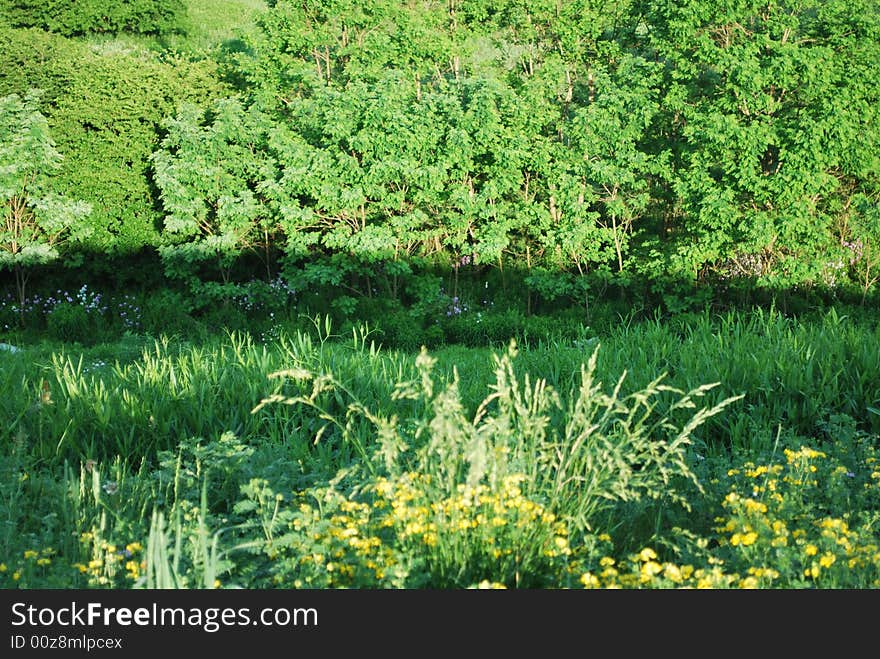 Summer outdoors with grass flowers and trees