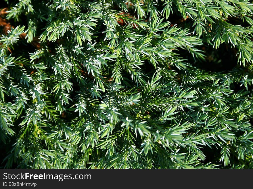 Green plant and water droplet in the garden. Green plant and water droplet in the garden