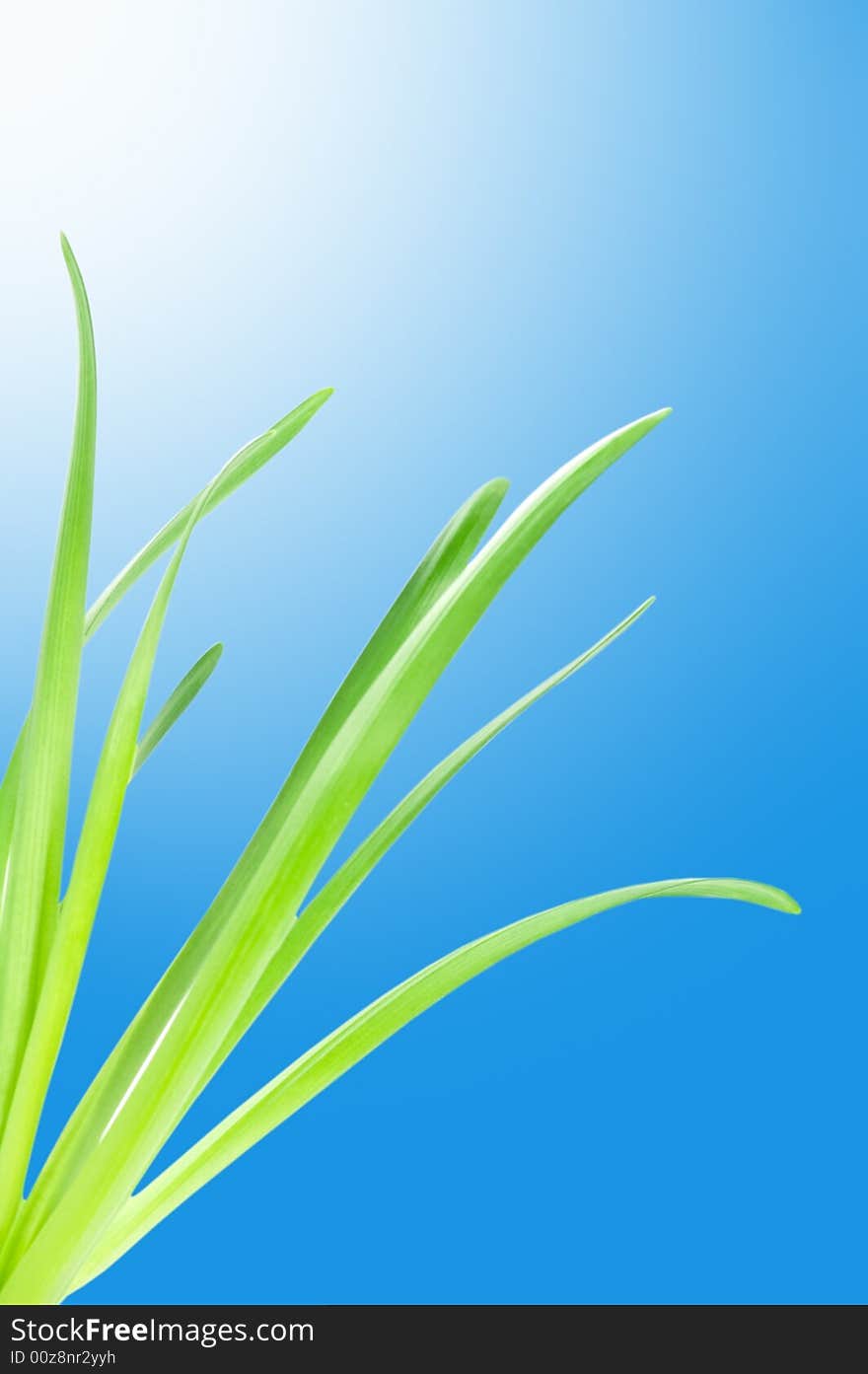 Green leaves on sunny blue background