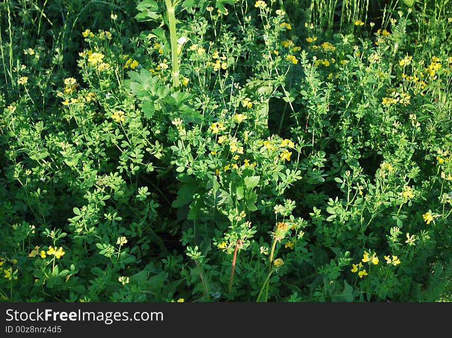 Summer outdoors with grass flowers and trees