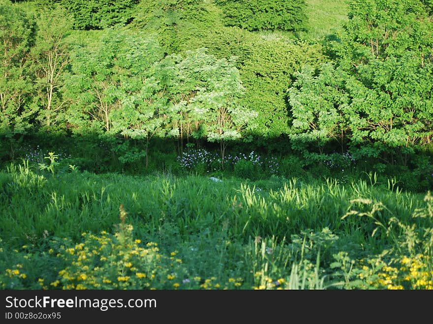 Summer outdoors with grass flowers and trees