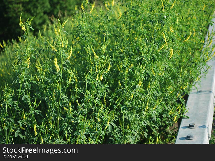 Summer outdoors with grass flowers and trees