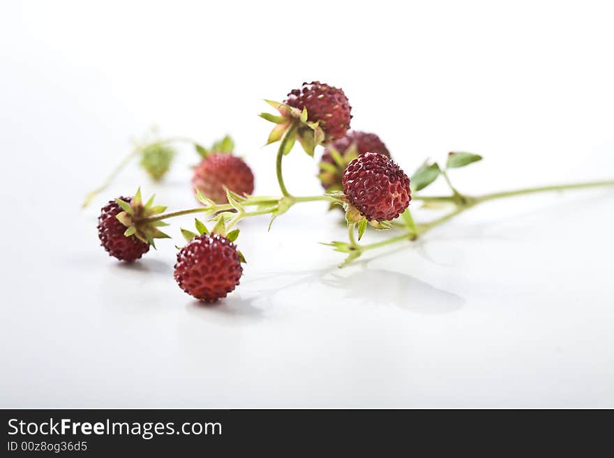 Wild strawberries on white background