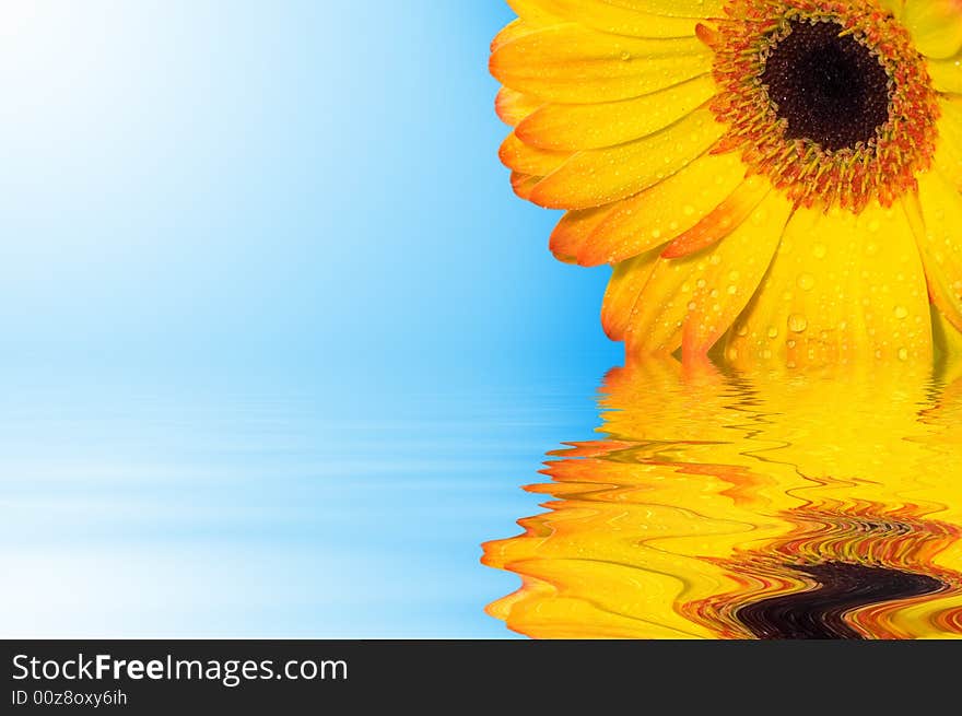 Gerbera with sunny blue sky and water reflection. Gerbera with sunny blue sky and water reflection