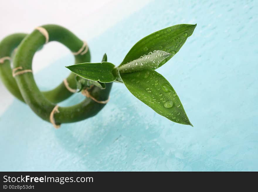 Green plant fresh leaf bamboo