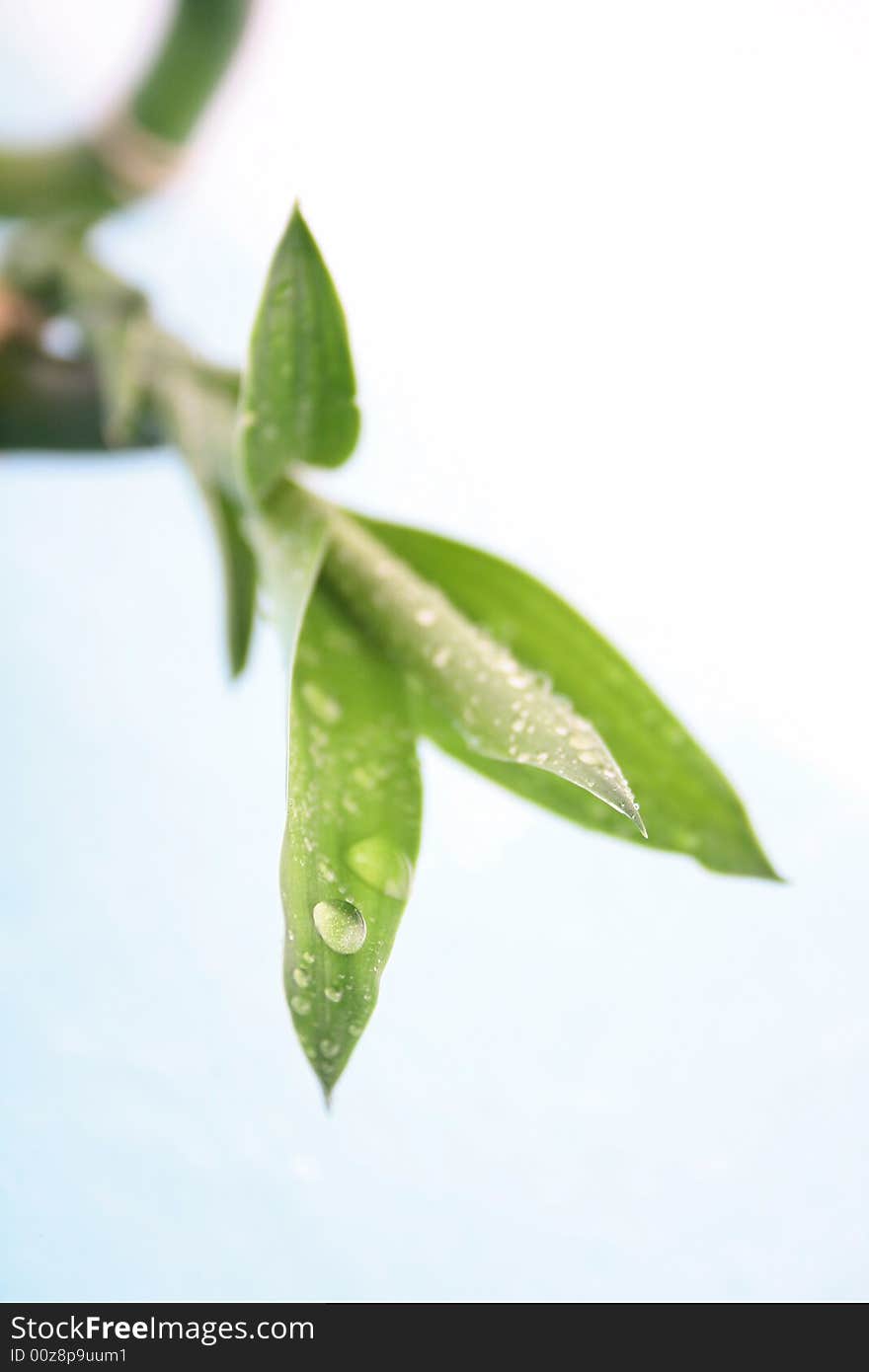 Green plant fresh leaf bamboo