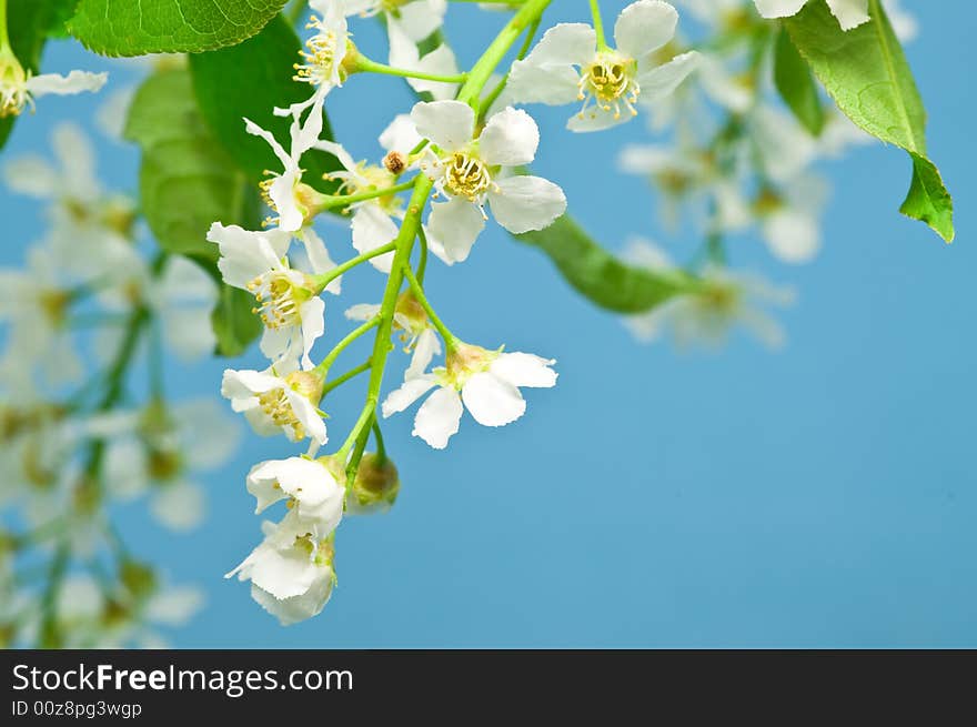 Bird cherry tree