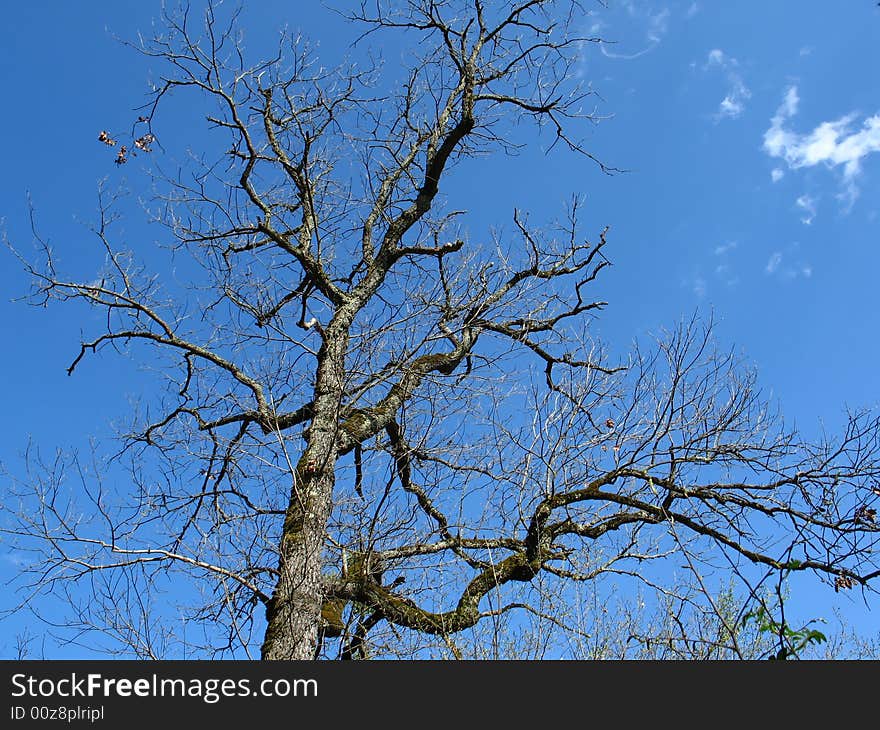 A tree without leafs , march month. A tree without leafs , march month