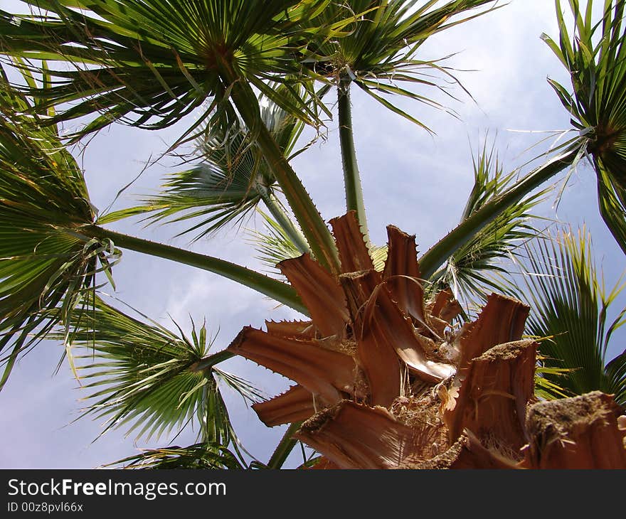 Leafy palm branches in sunshine. Leafy palm branches in sunshine