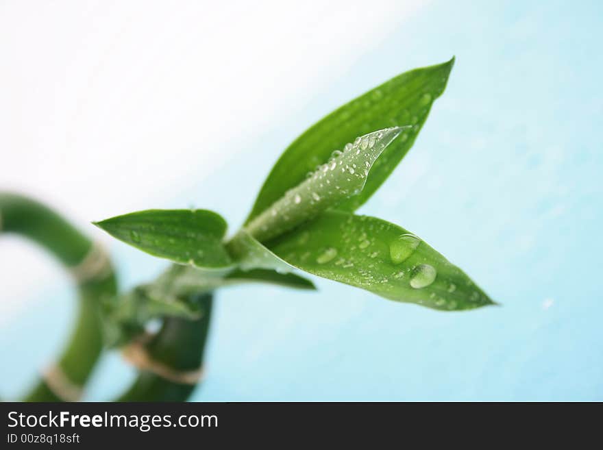 Green plant fresh leaf bamboo