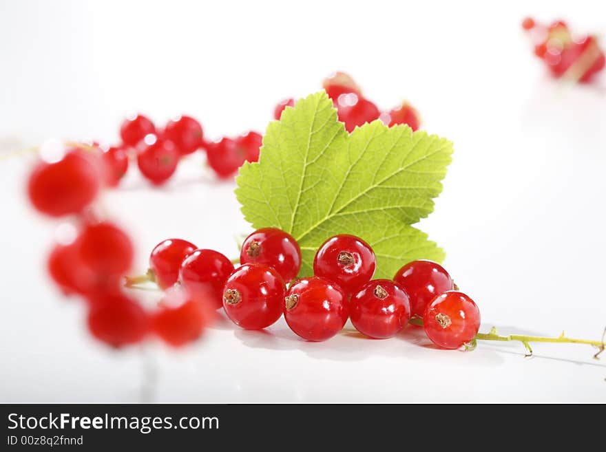 Red currant on white background