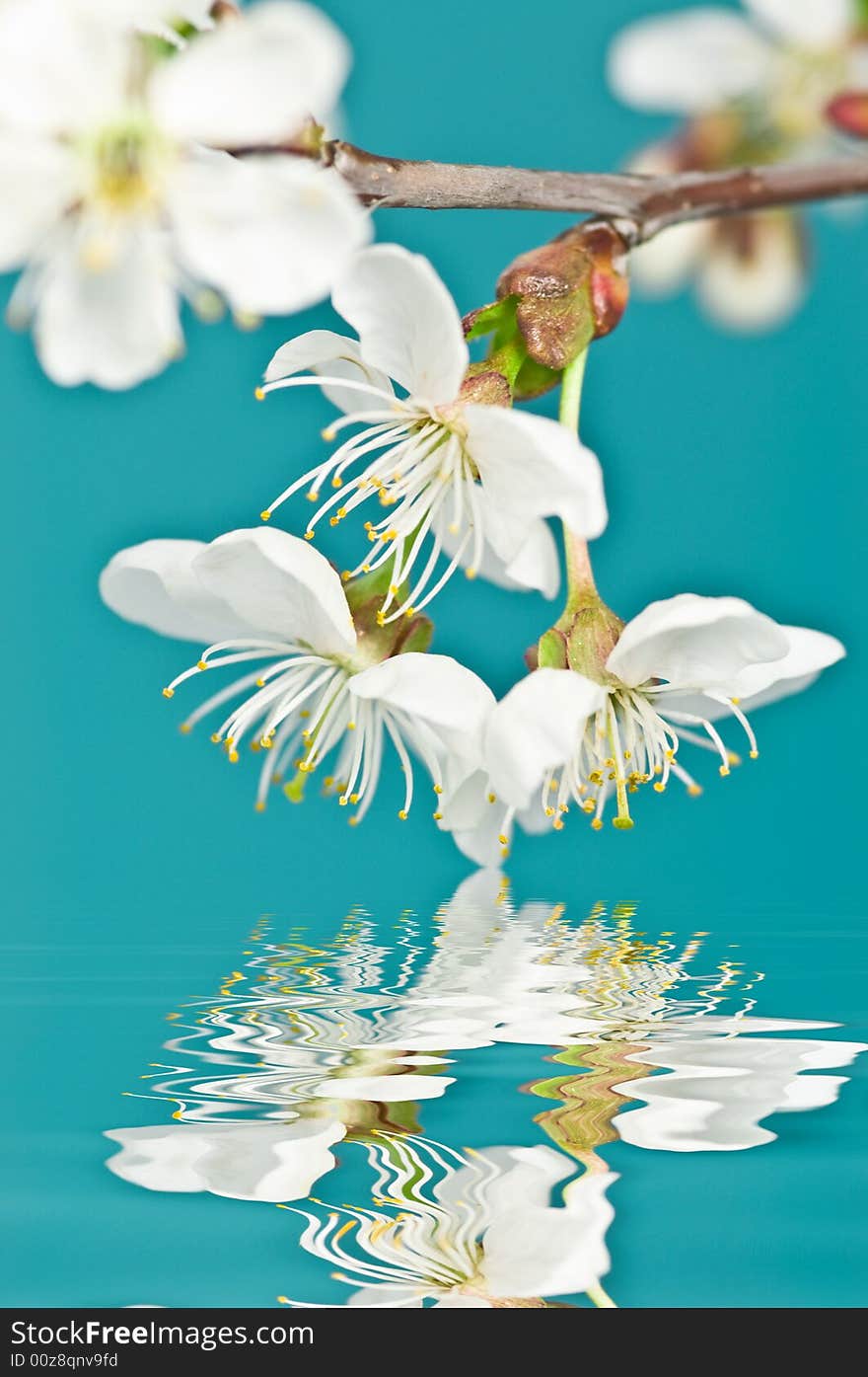 Blooming cherry tree reflecting in turquoise-blue water