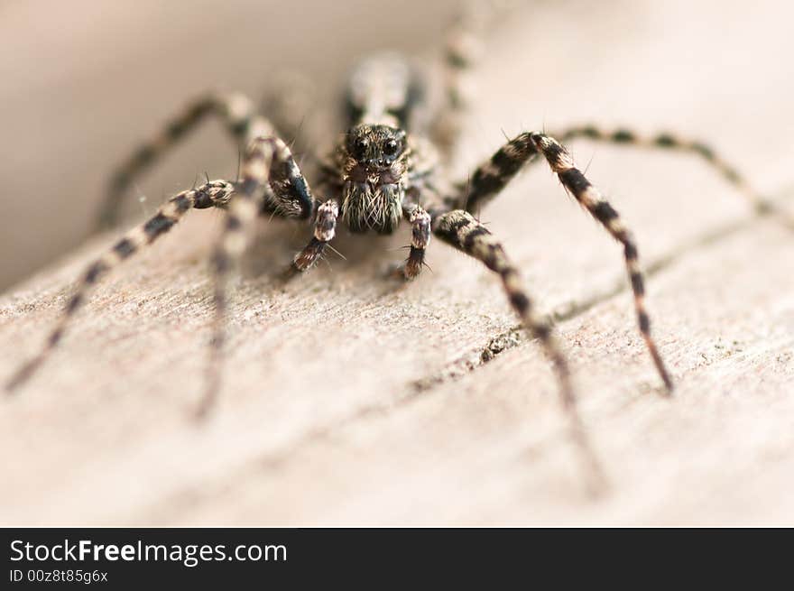 Close up on a wolf spider