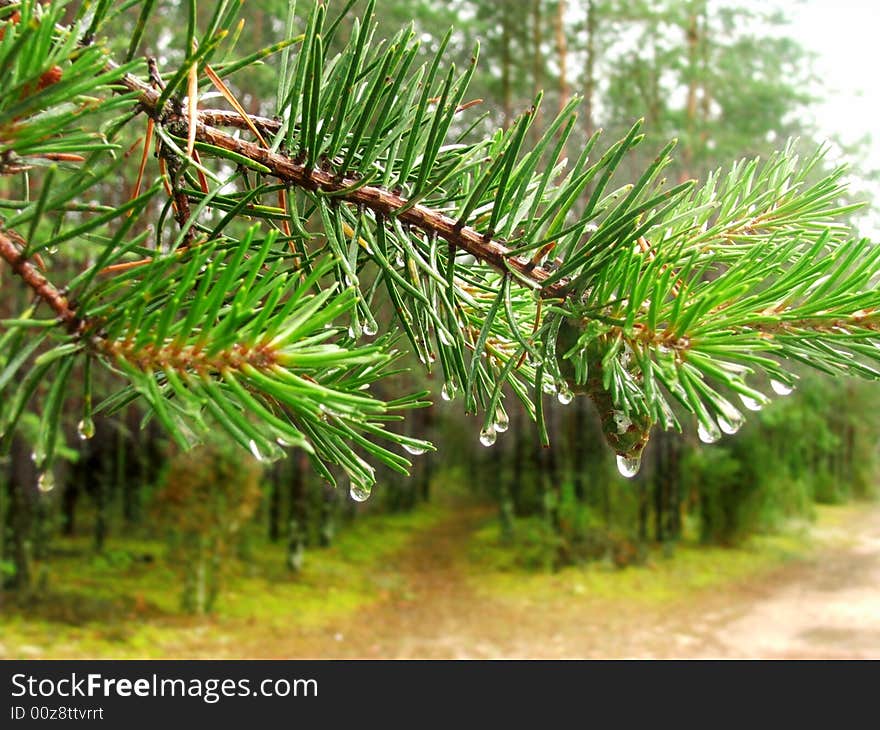 Pine tree stick in the forest