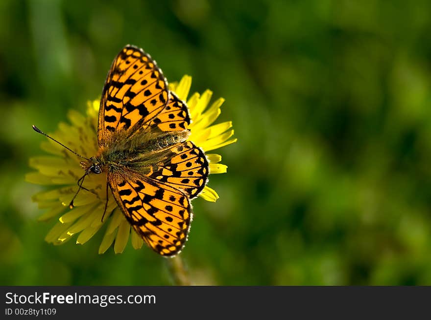 Close up on a butterfly on a Dandelion